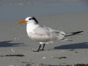 royal_tern_3