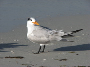 royal_tern_2