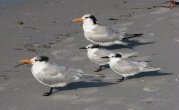 terns