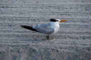 royal_tern_1