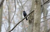 Rusty Blackbird