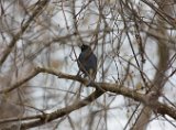 Rusty Blackbird