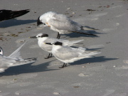 sandwich_terns_3