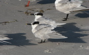 sandwich_terns_2