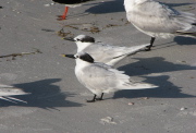 sandwich_terns_1