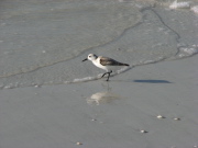 semip_sandpiper_5