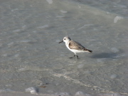 semip_sandpiper_4