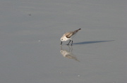 semip_sandpiper_3