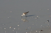 semip_sandpiper_2