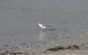 semip_sandpiper_1