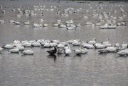 snowgeese2