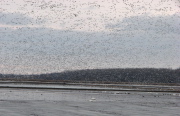 snowgeese3