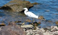 Snowy_Egret_1