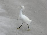 snowy_egret_2008_1