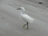 snowy_egret_2008_2