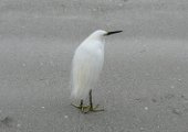 snowy_egret_2008_3