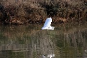 snowy_egret_2015_1