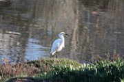 snowy_egret_2015_2