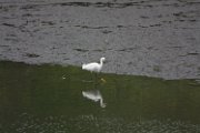 snowy_egret_2016