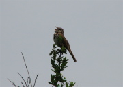 song_sparrow