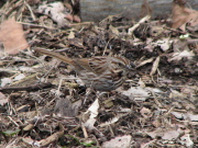 song_sparrow1_032007