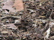 song_sparrow2_032007