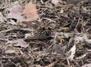 song_sparrow3_032007