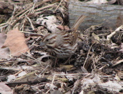 song_sparrow4_032007