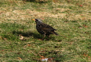 starling