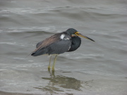 tricolor_heron_1