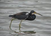 tricolor_heron_2