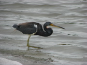 tricolor_heron_3