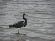 tricolor_heron_4