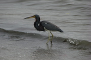 tricolor_heron_5