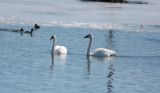 trumpeter_swan