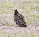 Turkey Vulture