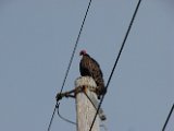 turkey_vulture_1