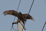 turkey_vulture_2