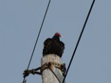 turkey_vulture_3