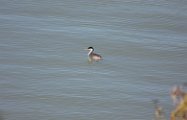 Grebe