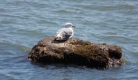 Western_Gull