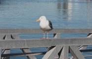 western_gull_1