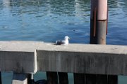 western_gull_2