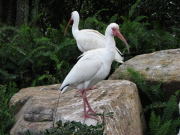 white_ibis_5