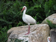 white_ibis_4