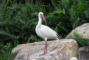 white_ibis_3