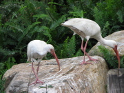 white_ibis_2