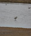 Willet