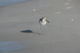 willet_2