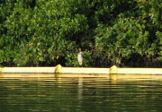 yc_night_heron